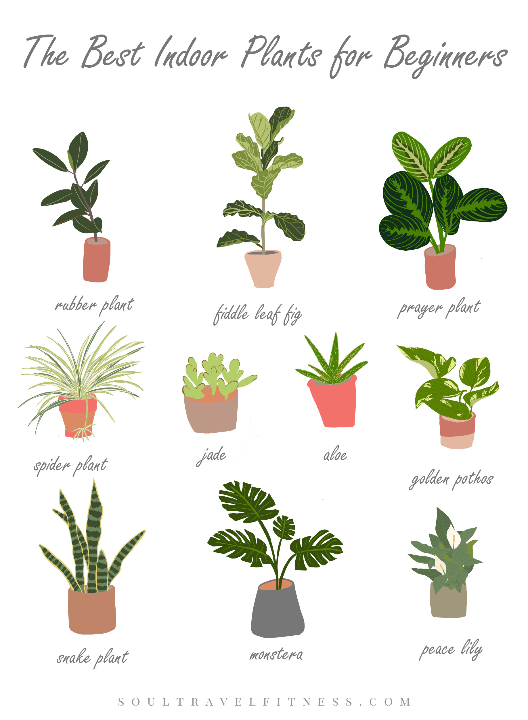 The Best Indoor Plants for Beginners — SoulTravelFitness